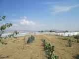 Terreno agricolo in vendita a Licata