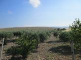 Terreno agricolo in vendita a Licata