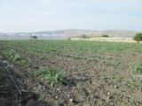 Terreno agricolo in vendita a Licata