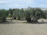 Terreno agricolo in vendita a Licata