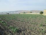 Terreno agricolo in vendita a Licata