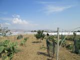 Terreno agricolo in vendita a Licata